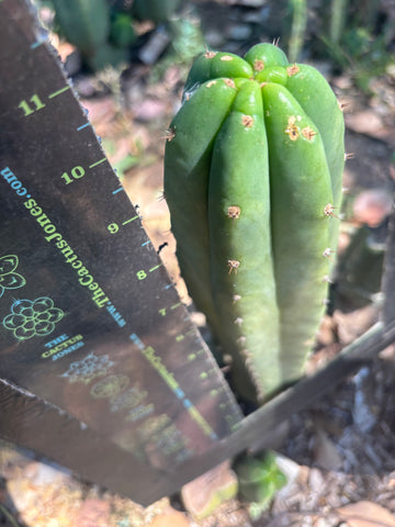 👑🌶️🌶️ Landfill — 11” Tip