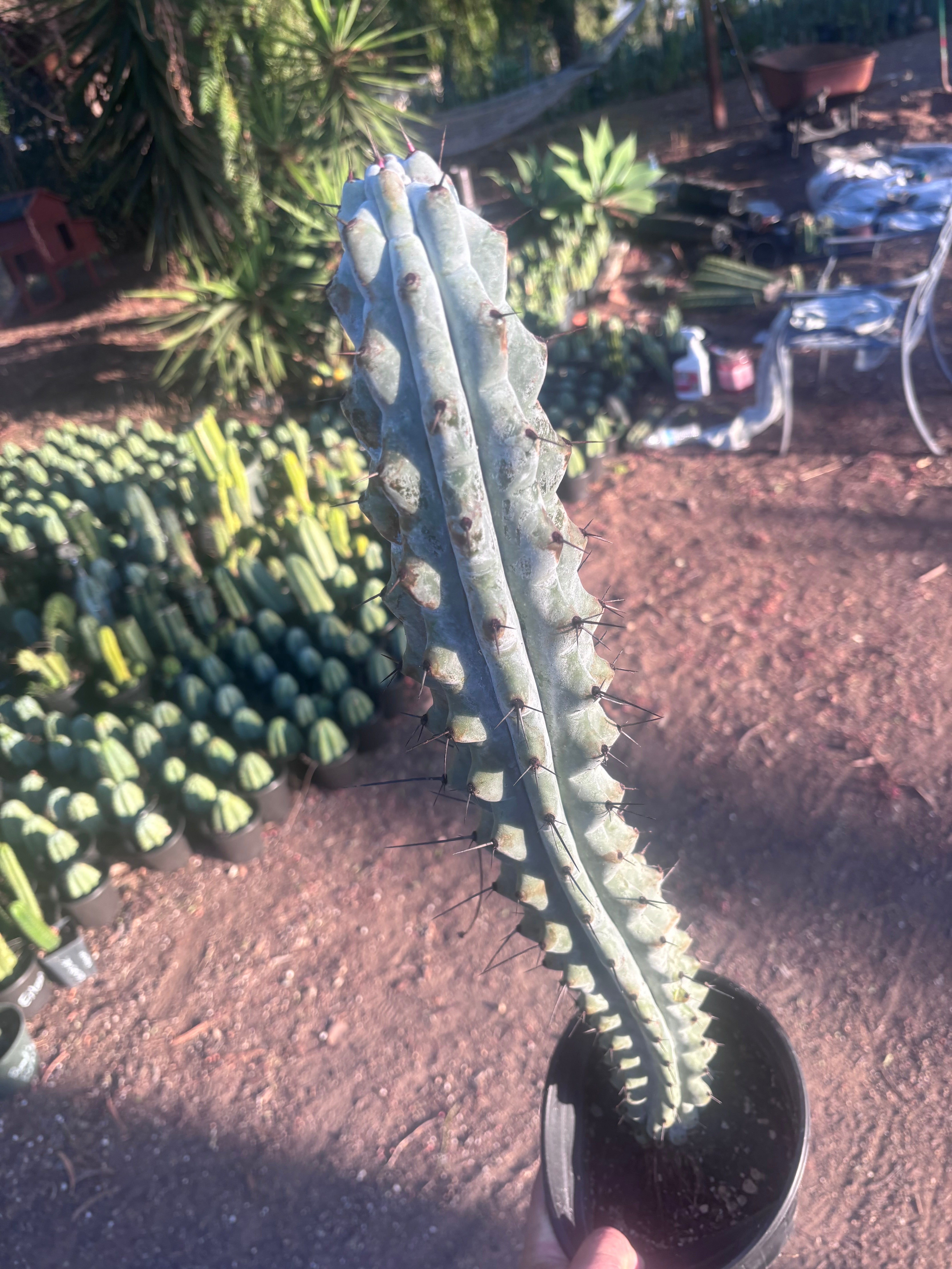 💎 Stenocereus Beneckei — XL 21” Fully Rooted