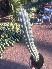 💎 Stenocereus Beneckei — XL 21” Fully Rooted