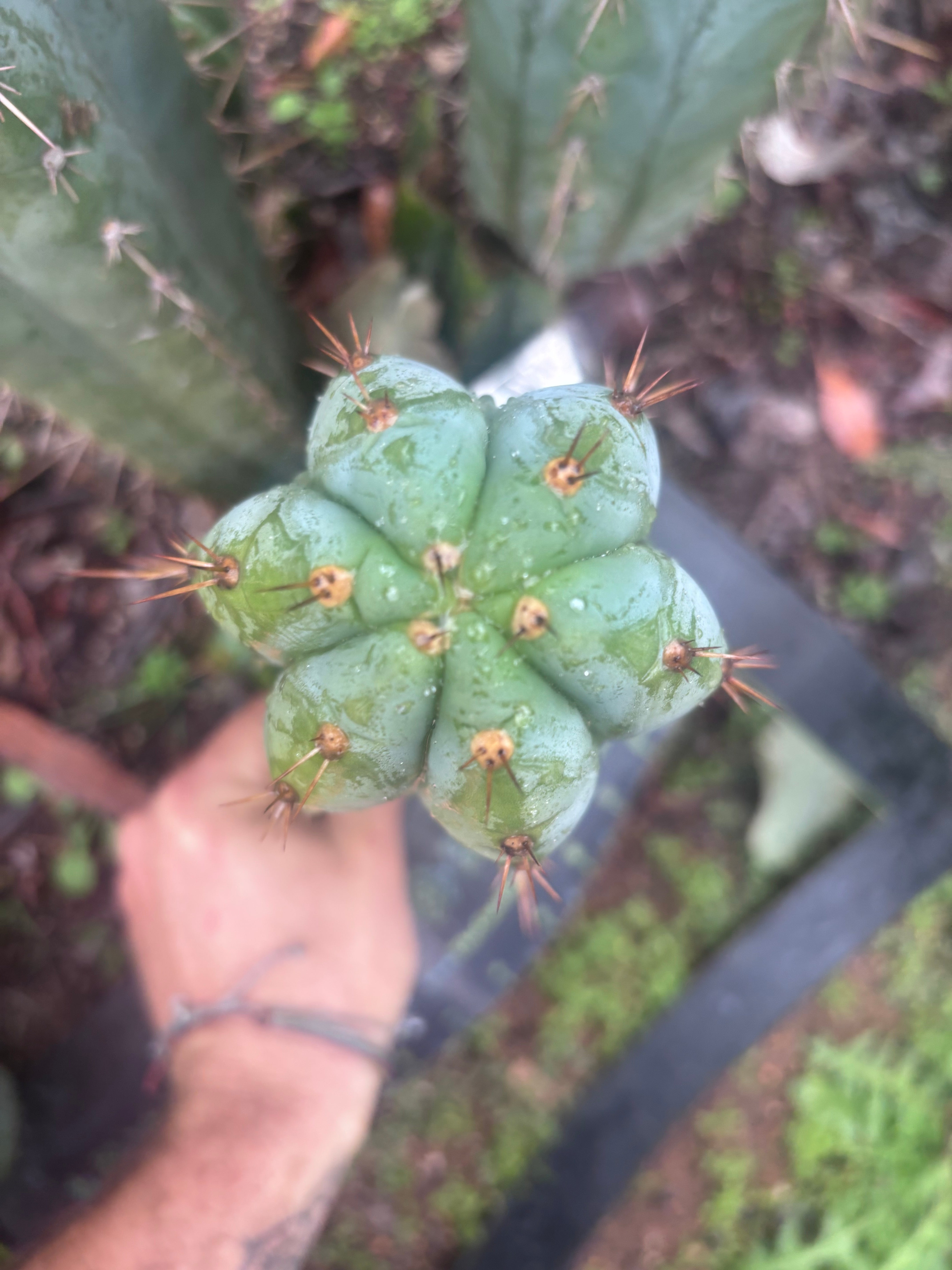 👑🌶️ Kimnach — Beefy 10” Tip