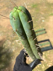 🌶️ Restocked —Baker x Helen  — 12” Tips