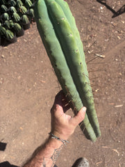 👑💎🌶️🌶️ Eileen — 21” MEGA Tip