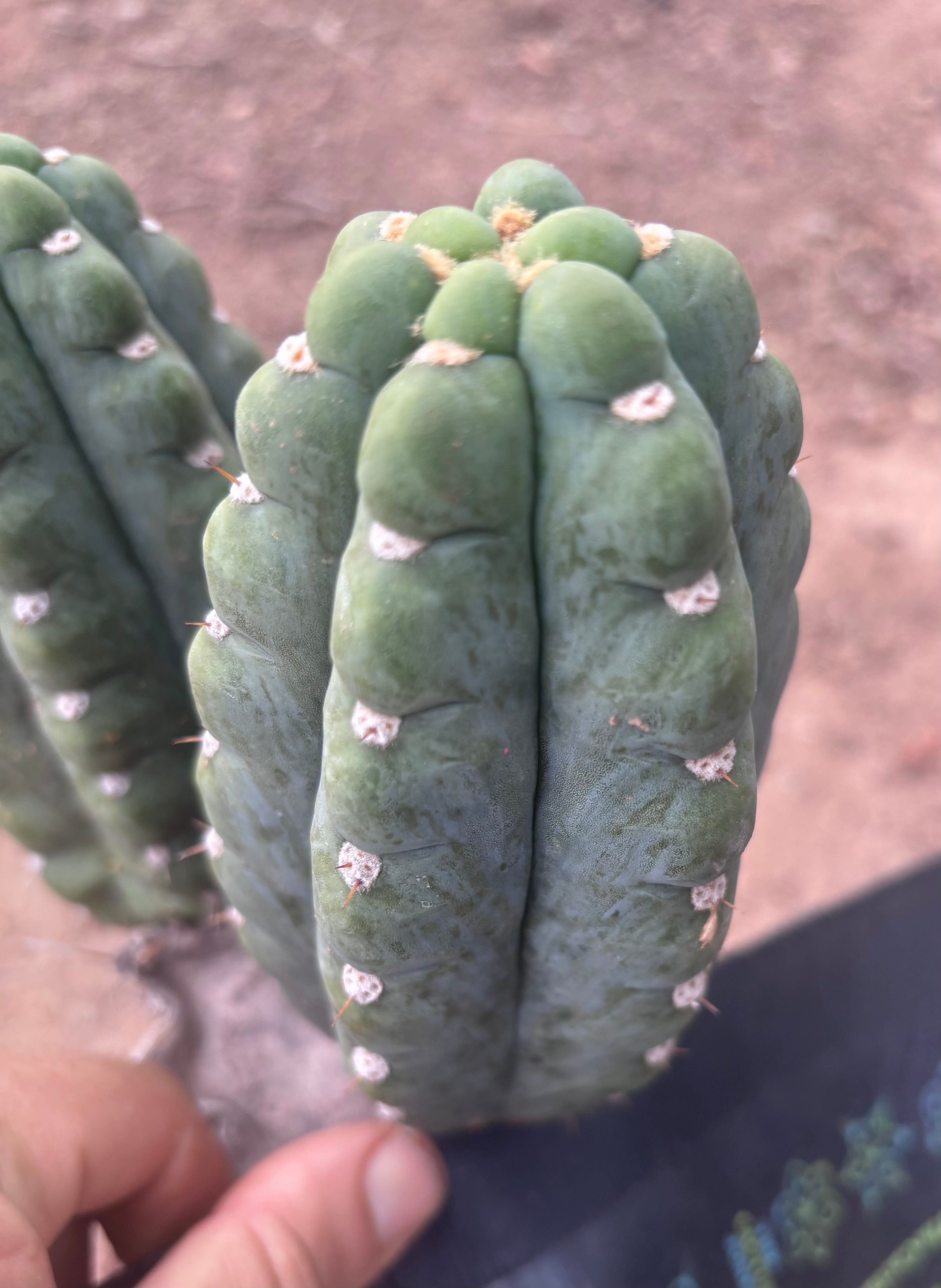💎👑🌶️  Ichoca — 6” Grenade