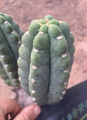 💎👑🌶️  Ichoca — 6” Grenade