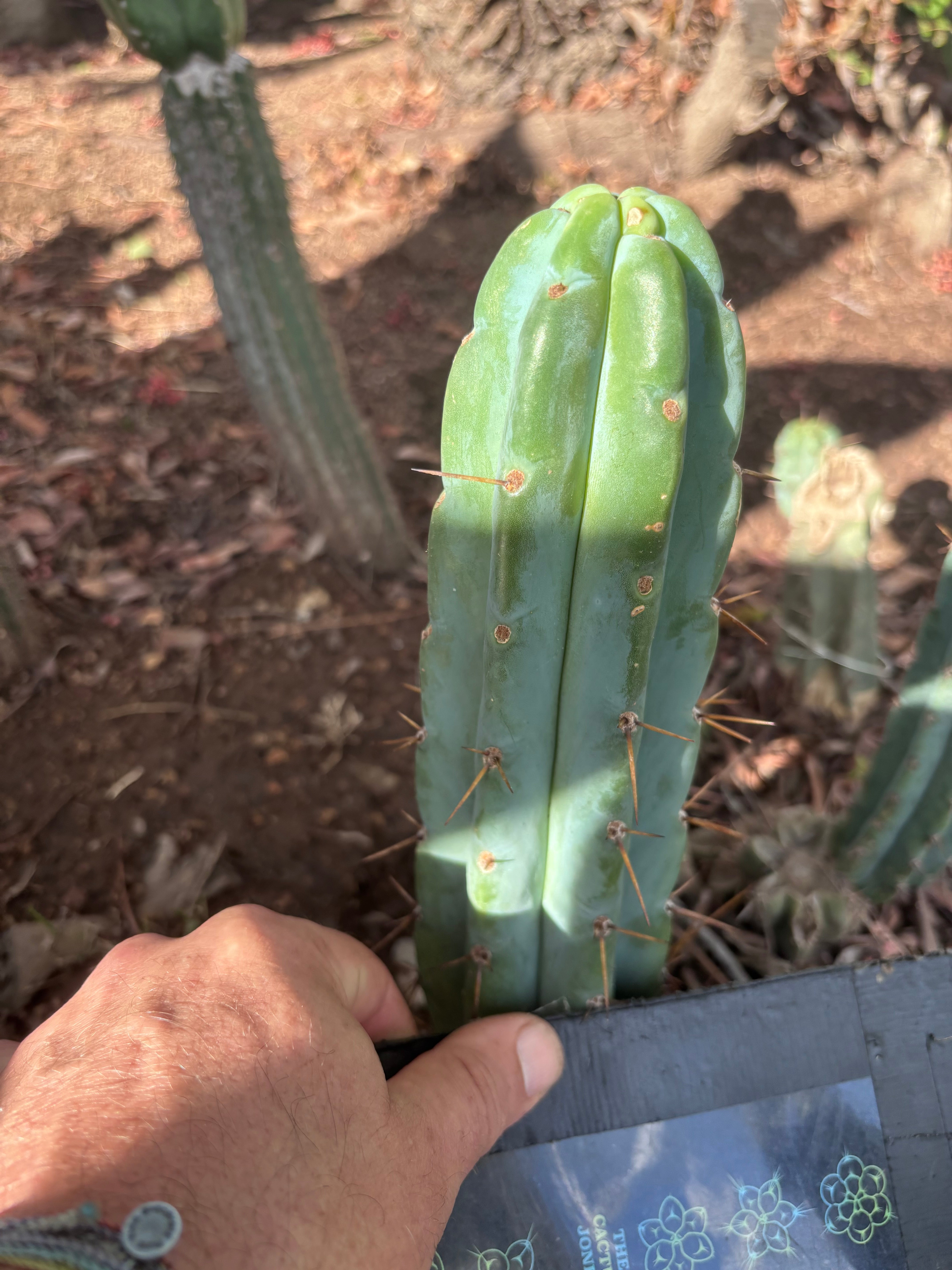 👑🌶️🌶️ Pala! — 8” Tip