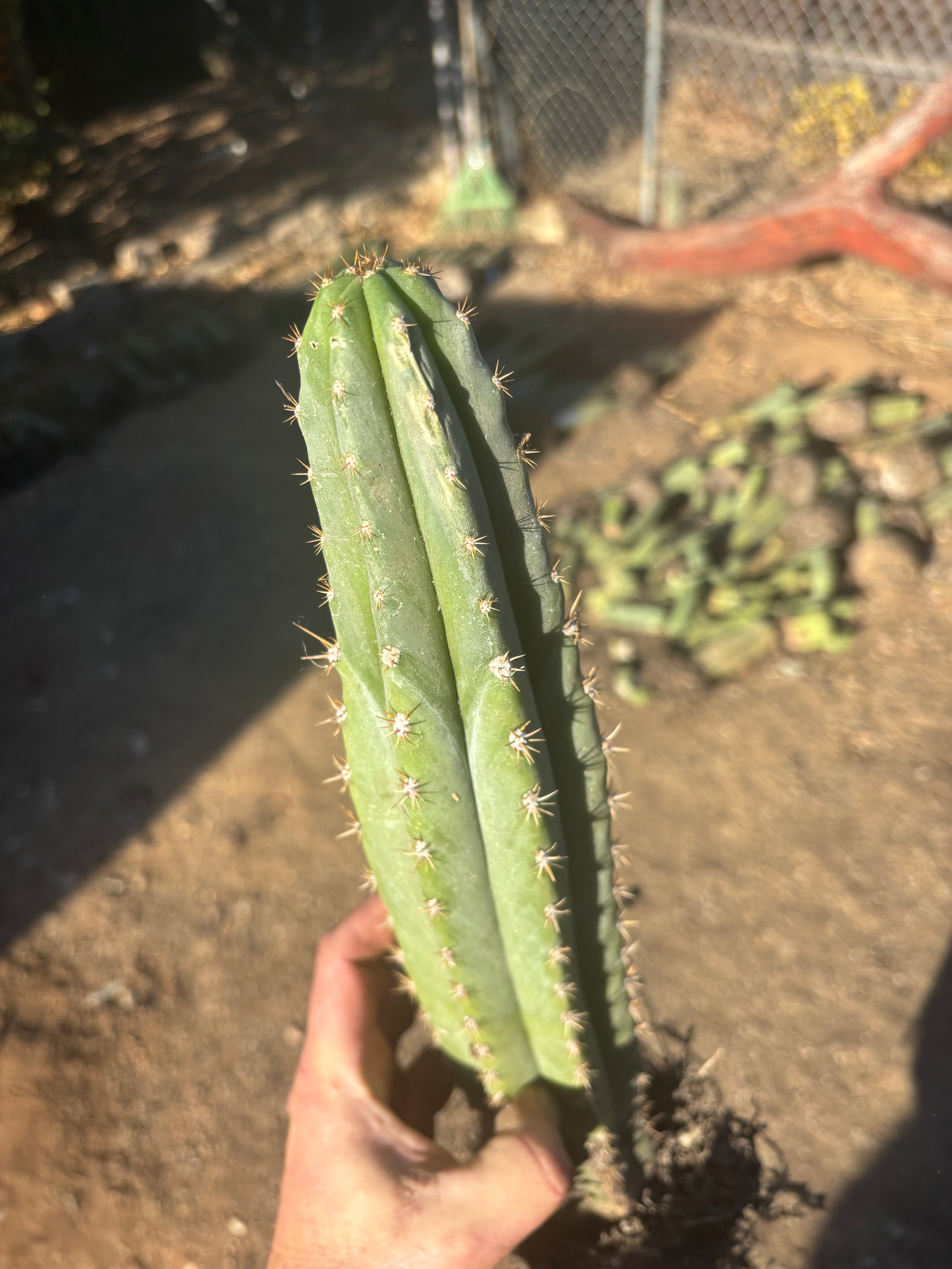 🌶️ Tipz x Super Pedro - Fully Rooted 16”