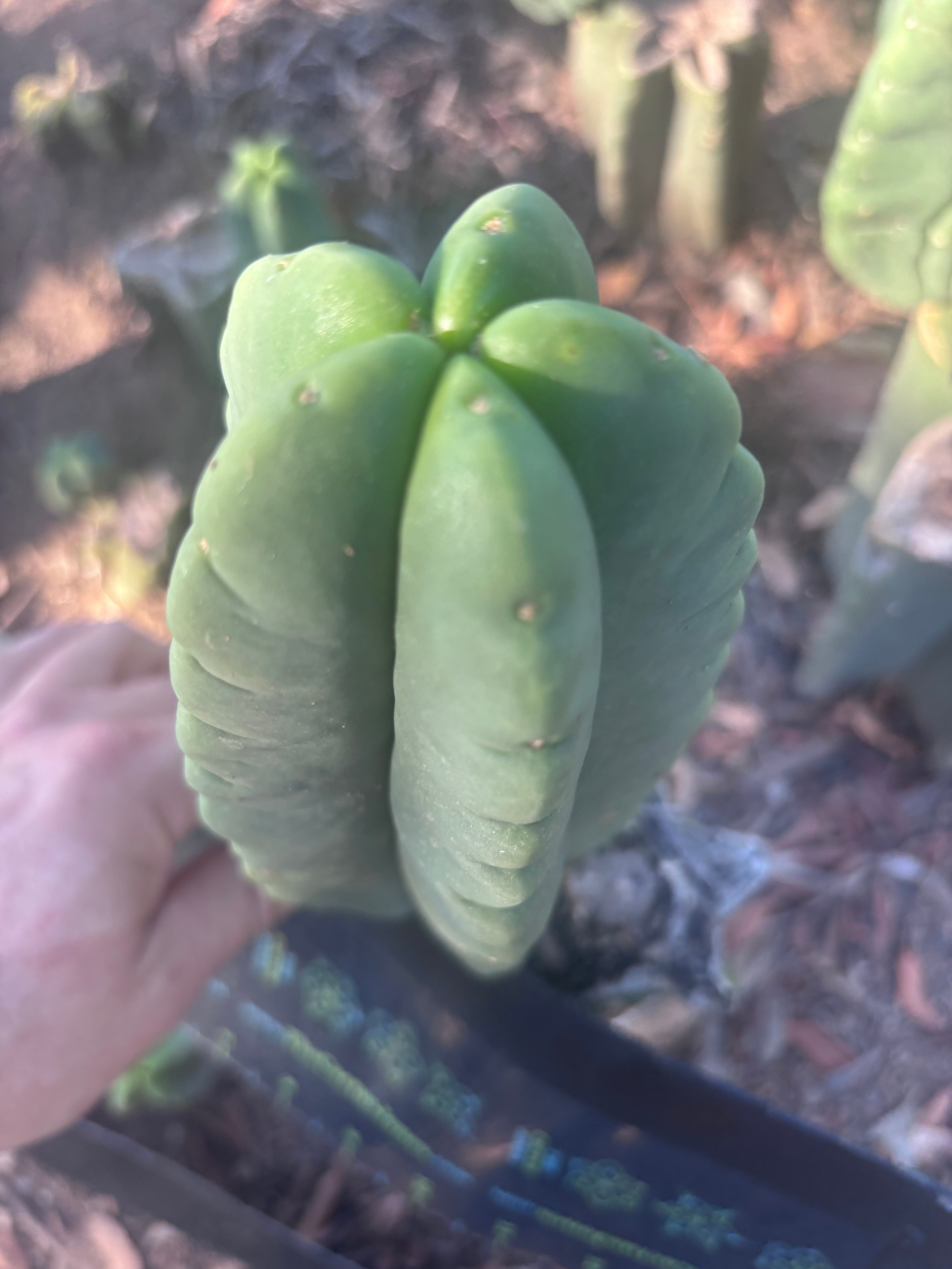 💎👑💎🌶️ Ferah — 8” Pup