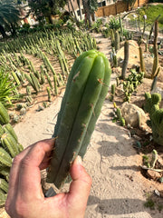 10” Bridgesii Tips — FREE ADD-ON ITEM!