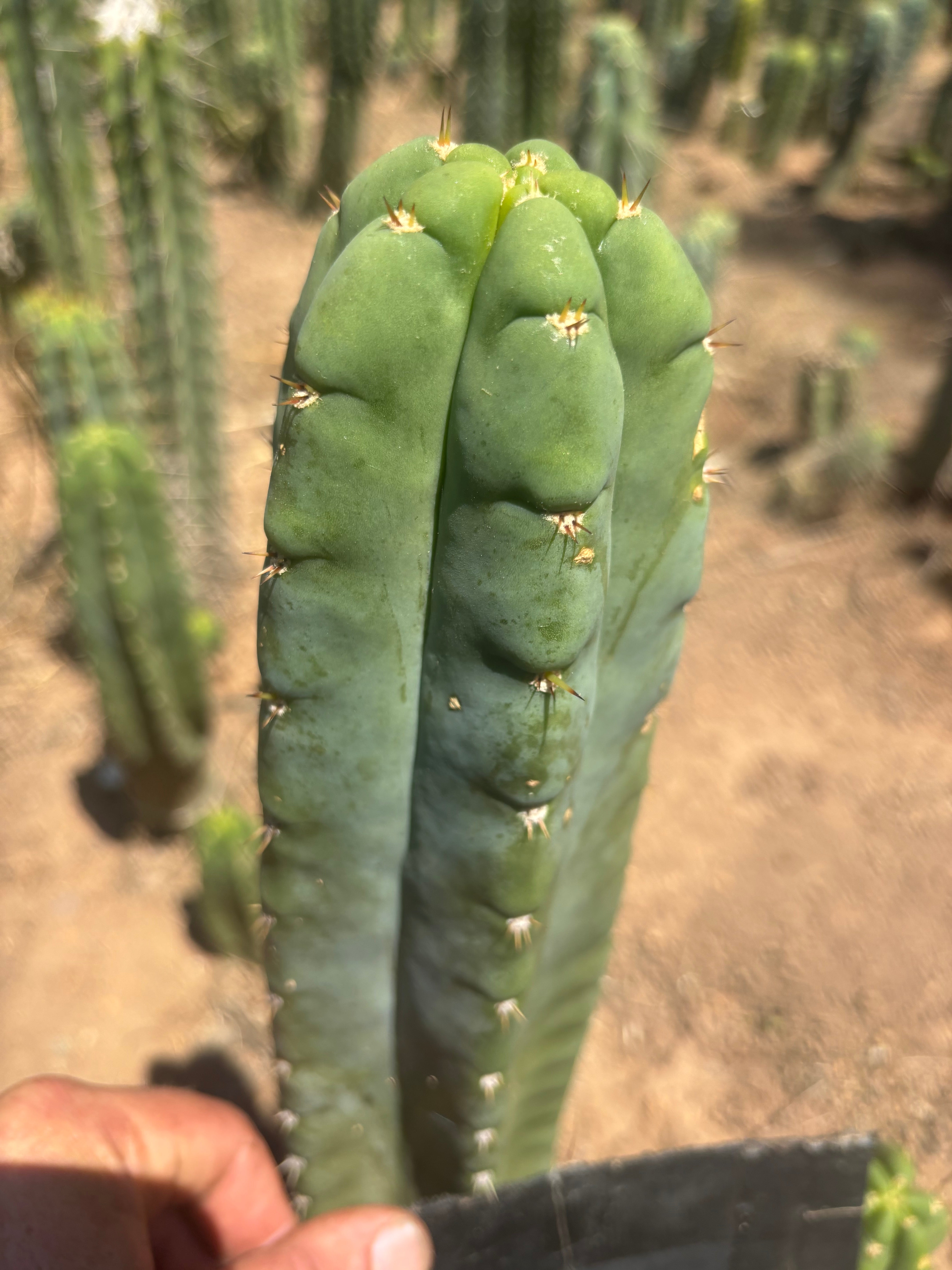 💎👑🌶️ Bob’s Colossus — Beefy 9” Tip