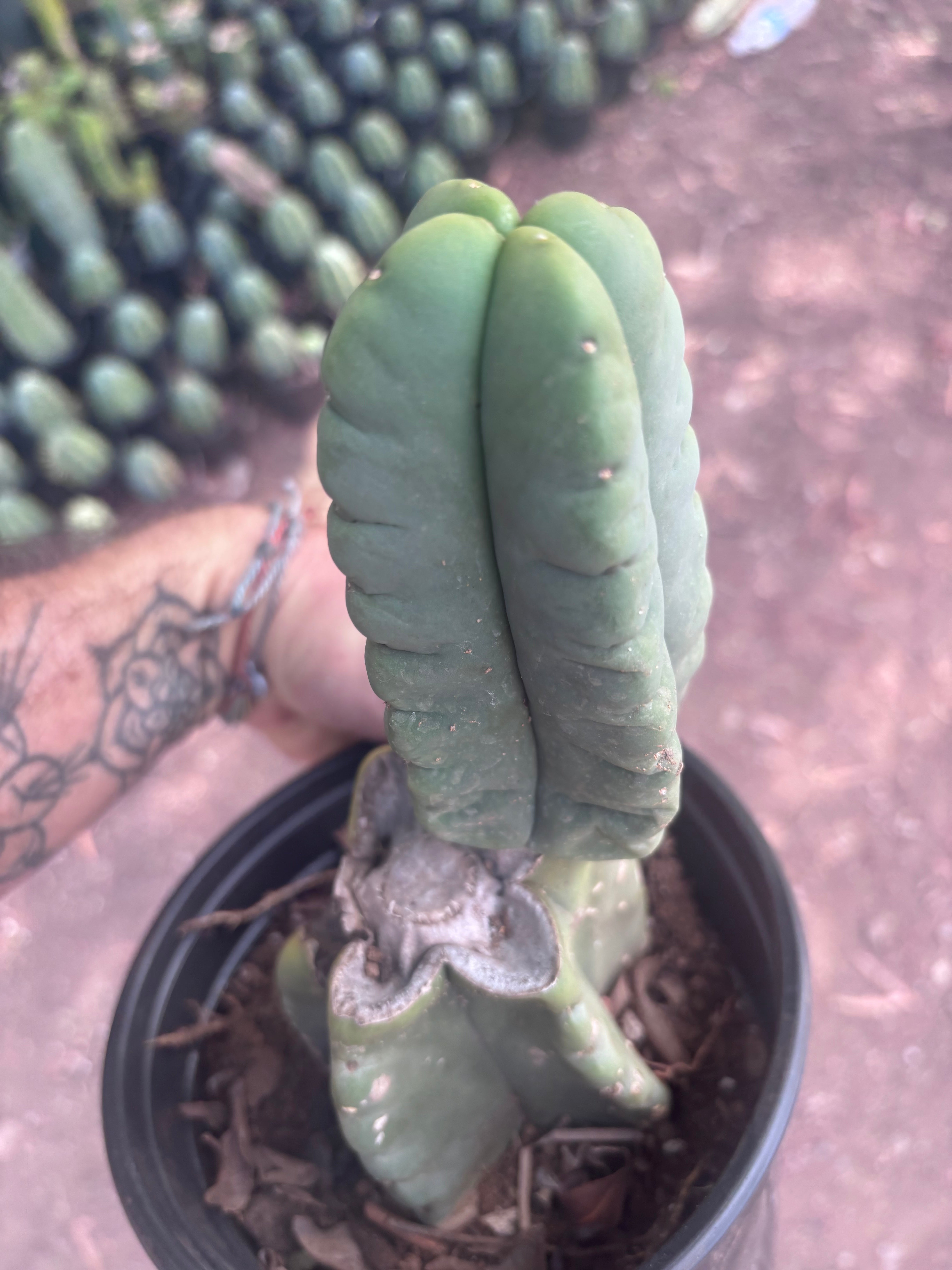 💎👑💎🌶️ Ferah — Rooted Mid with Fourwang Pup