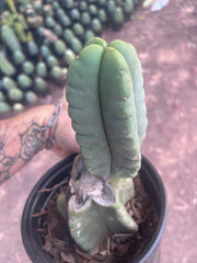 💎👑💎🌶️ Ferah — Rooted Mid with Fourwang Pup