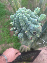 💎👑💎 Glorp — XXL Pupsplosion Graft (Re-Listing)