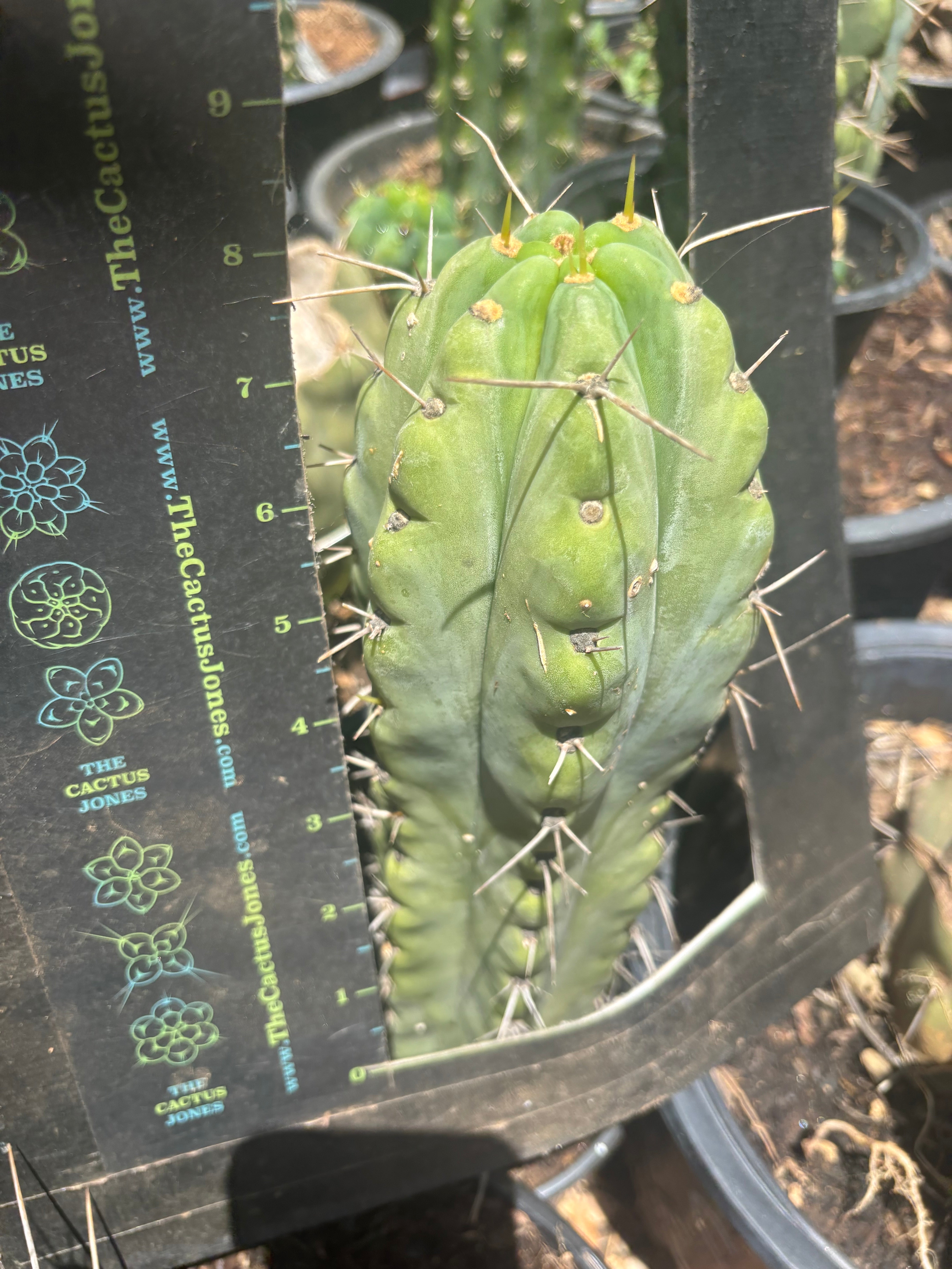 💎🌶️🌶️ NOM — Fat 9” Tip