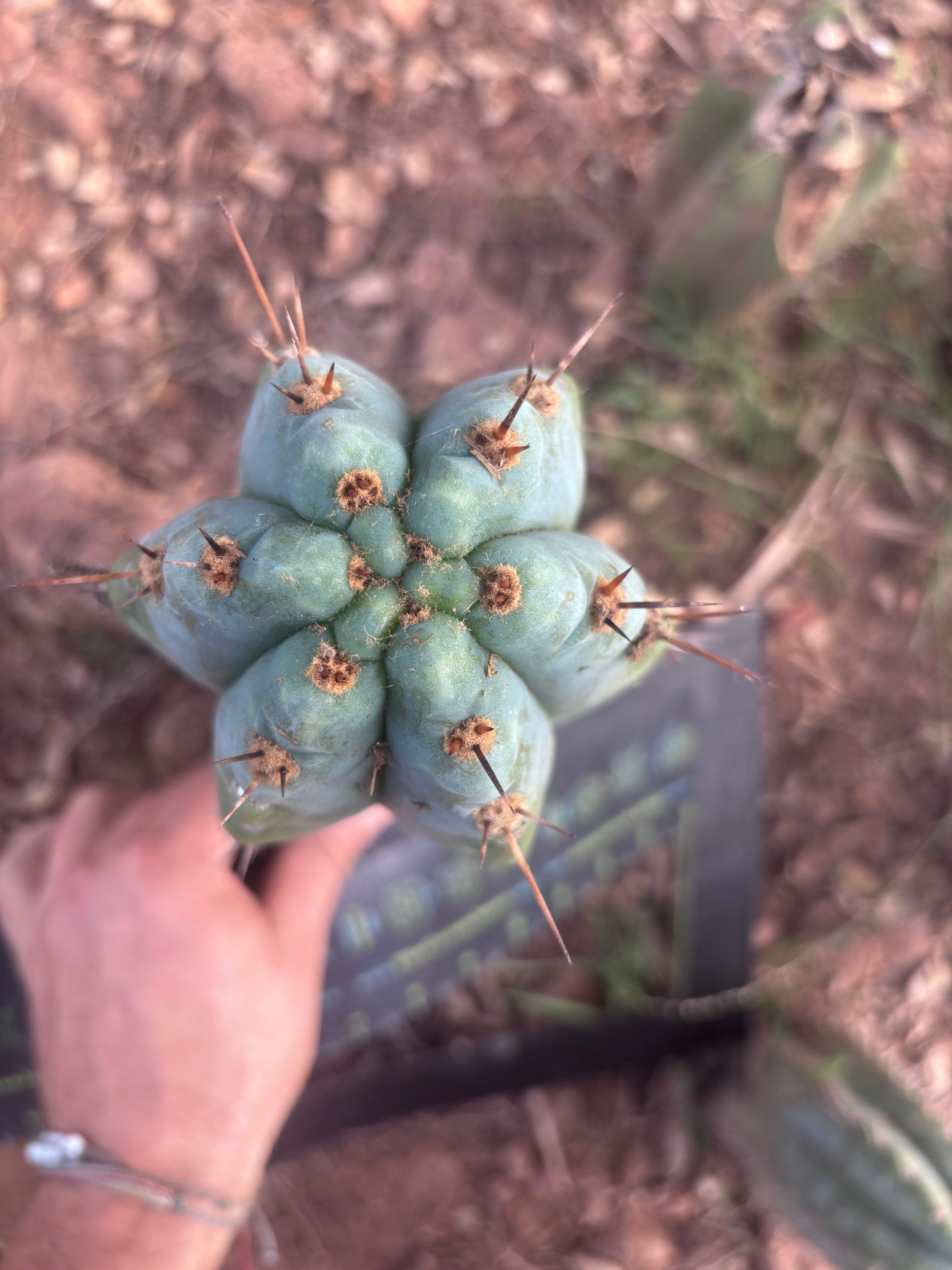 💎👑💎 Papa Smurf — Fat 10” Tip