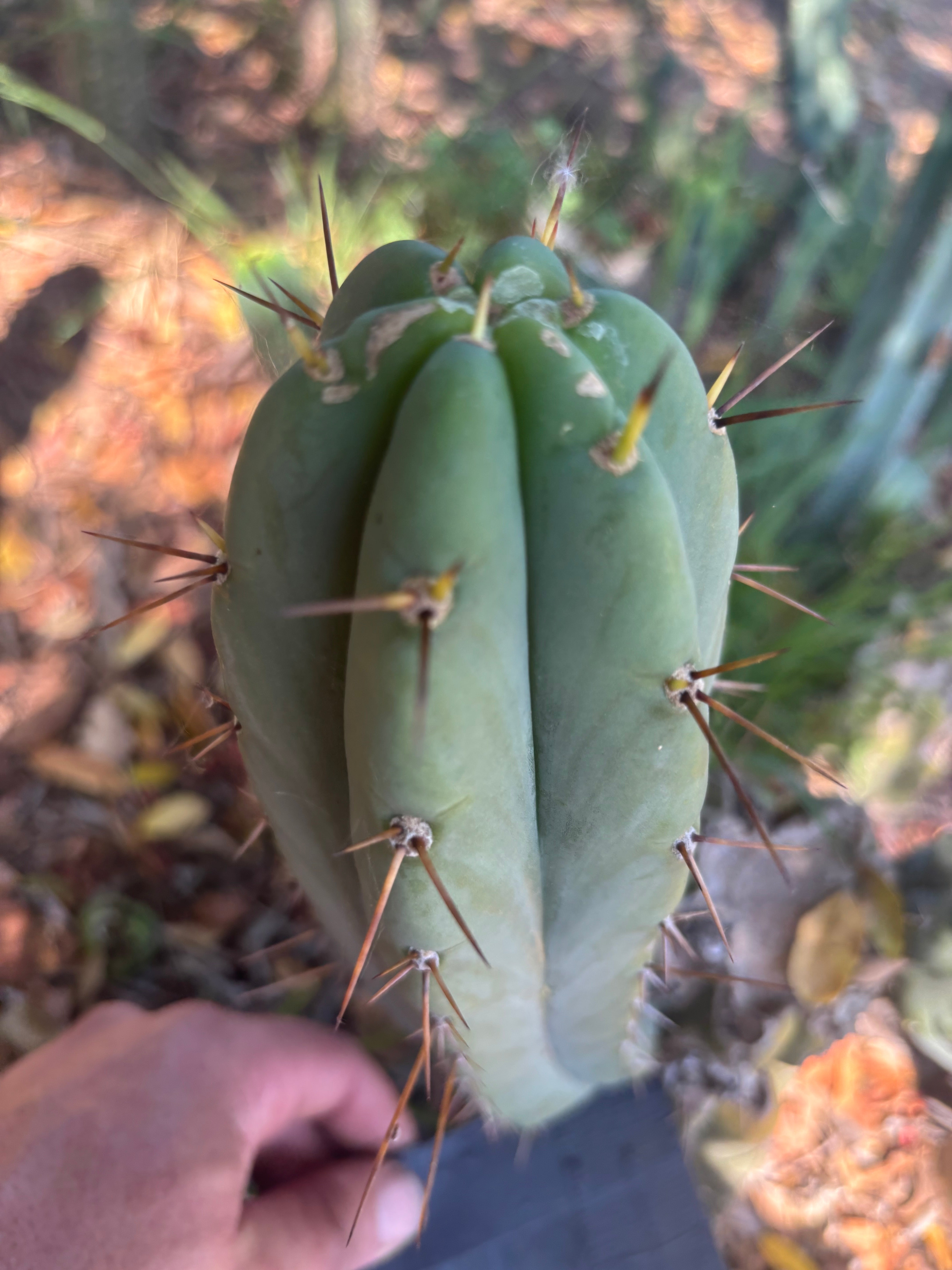 👑🌶️🌶️ Pala — 10” Pup