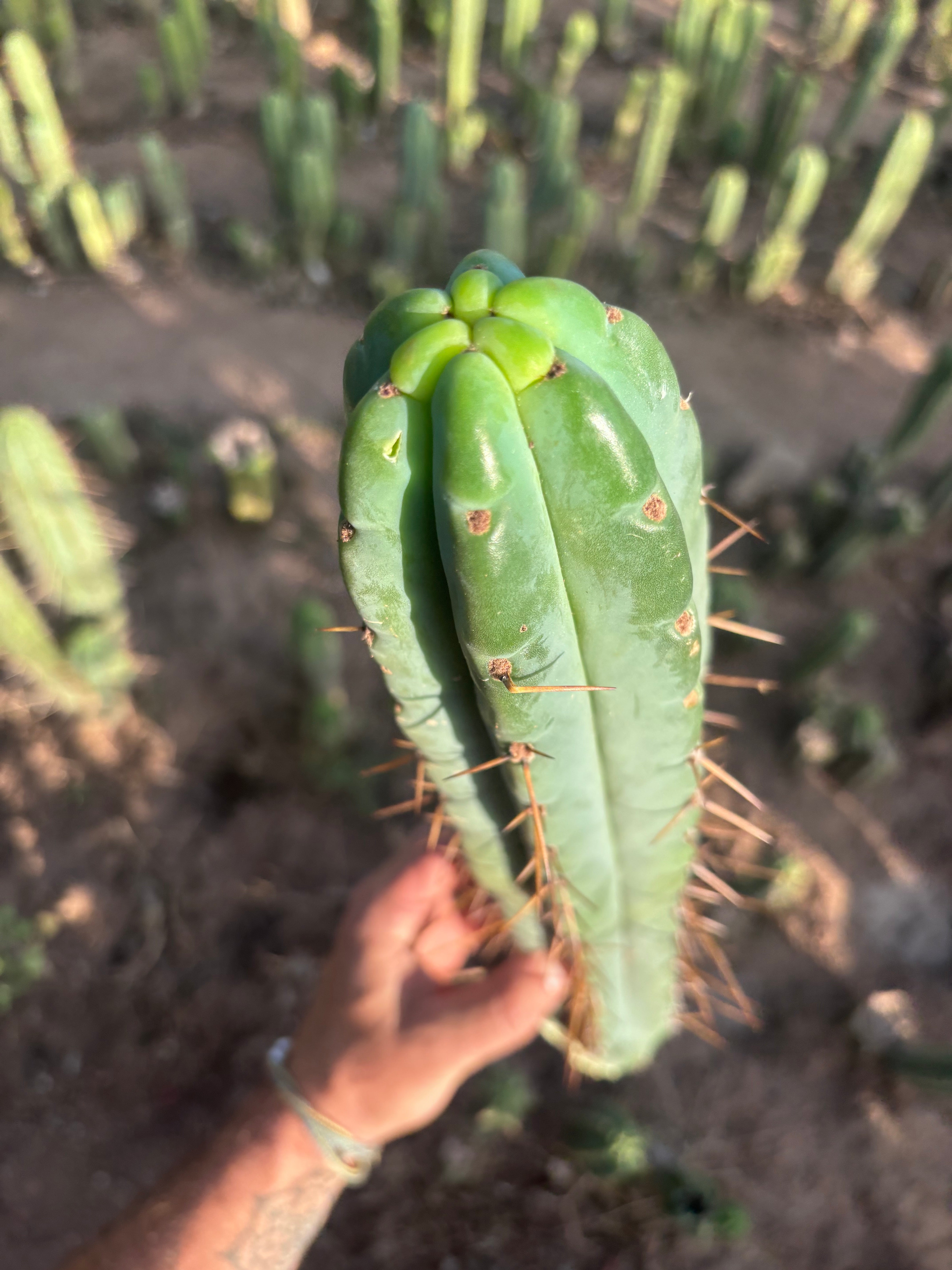 👑🌶️🌶️ Pala! — 💎 XL 16” Pup