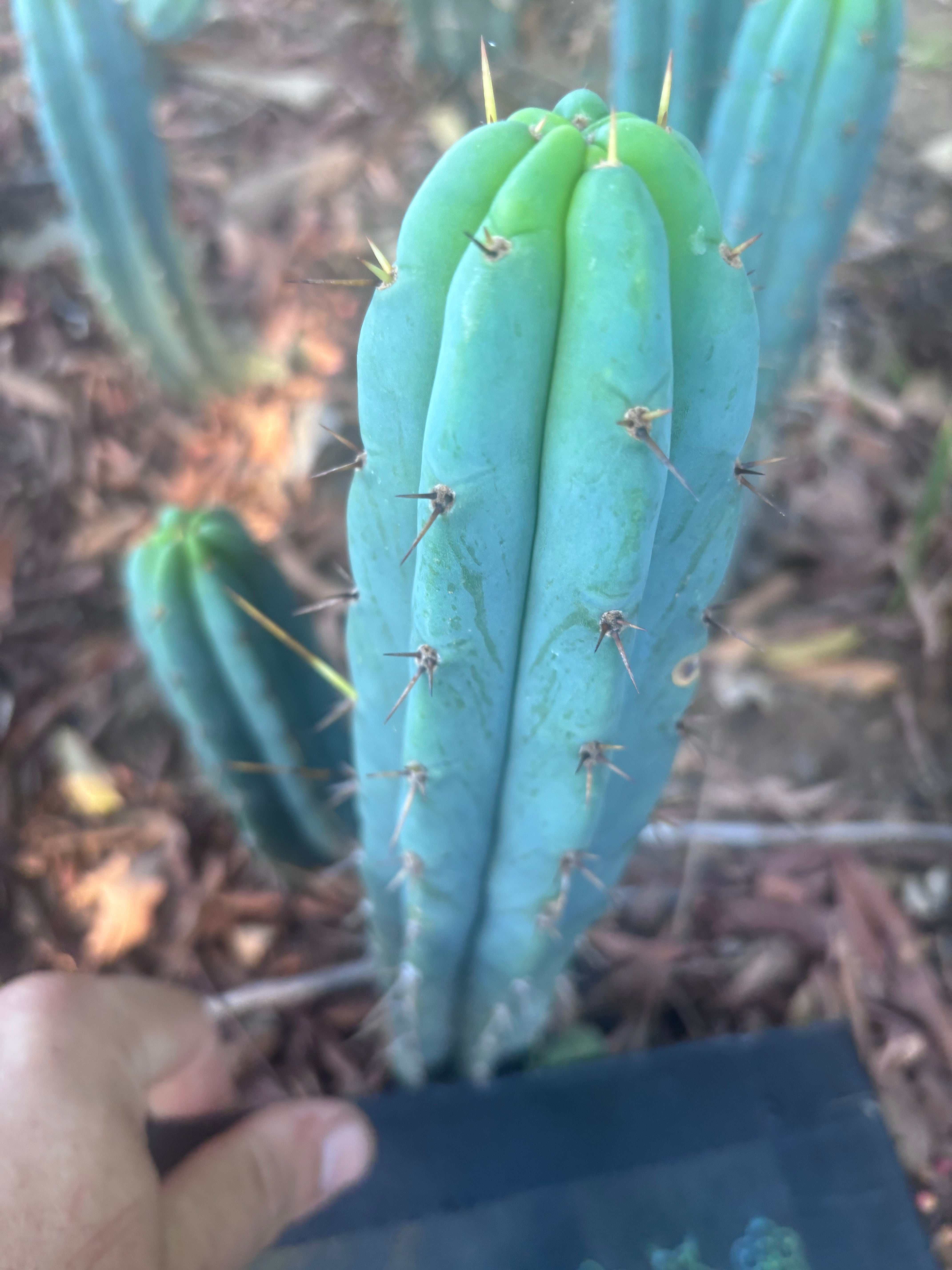 👑🌶️🌶️ Pala! — 9” Tip