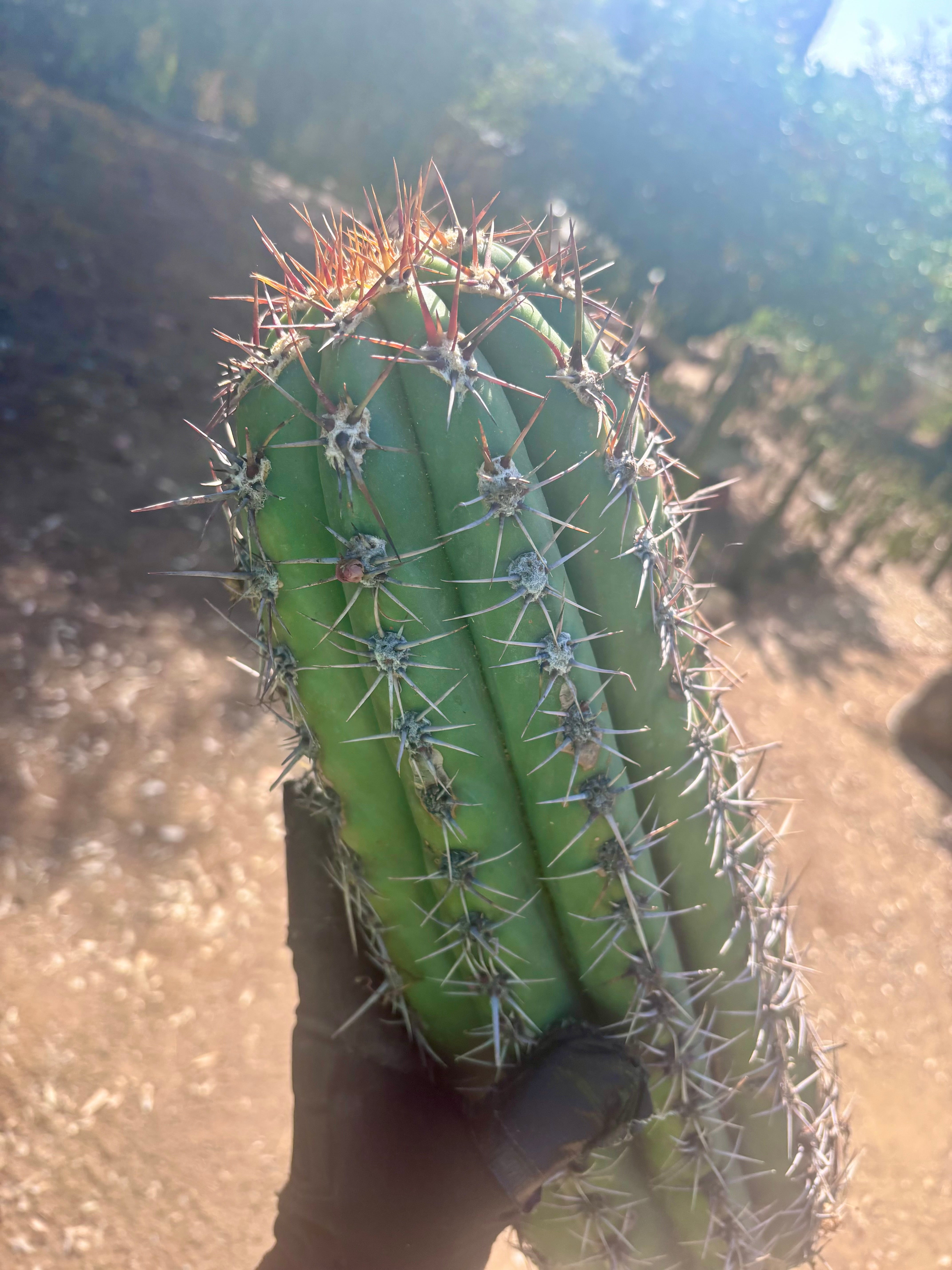 💎💎 Taquimbalensis — MASSIVE 18” Pup