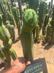👑🌶️ Maipu — XL 15” Tip