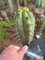 👑💎🌶️ CSD — 6.5” Tip