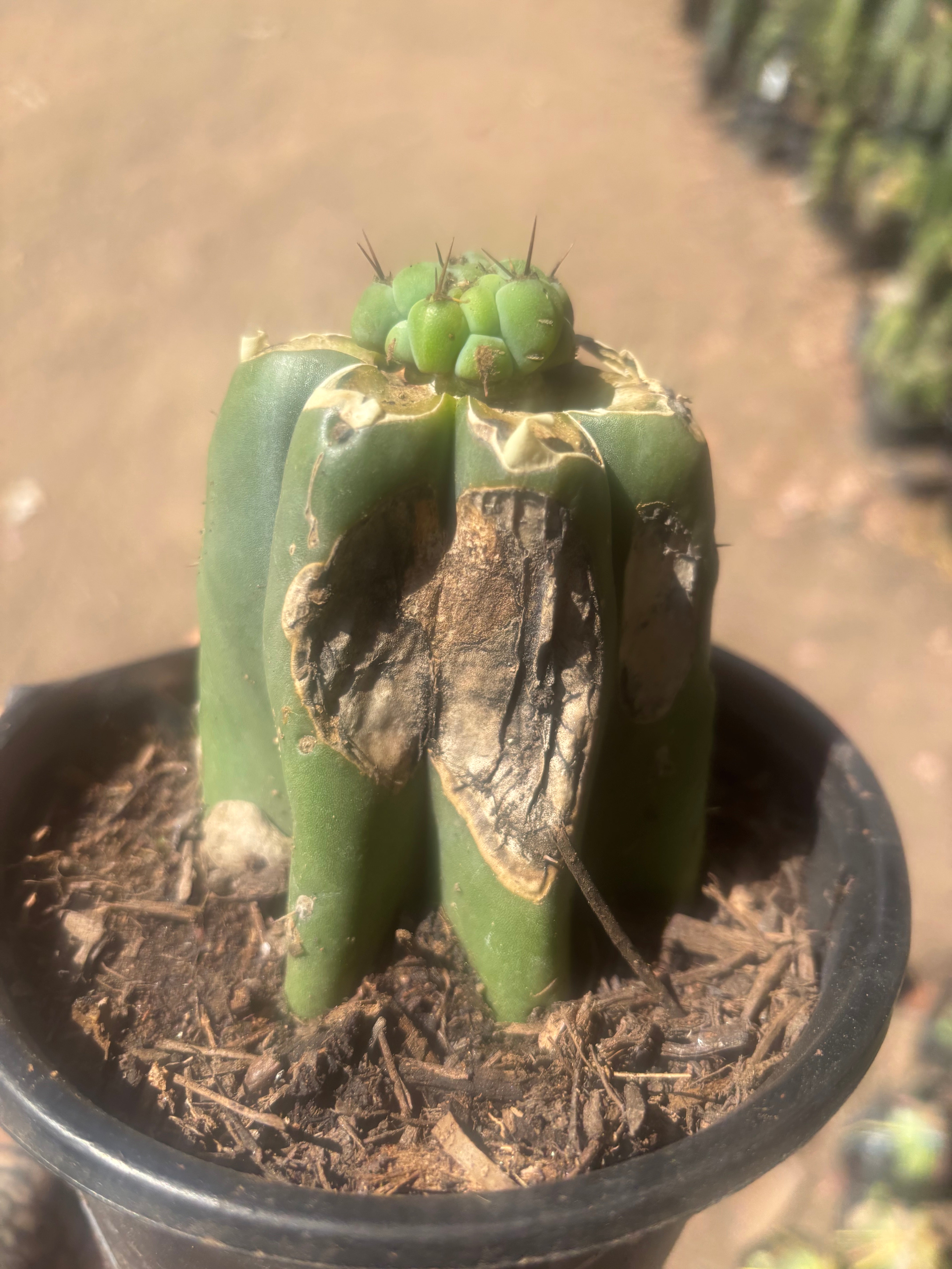 💎🌶️🌶️ NOM — Pup Graft on Rooted Pierre