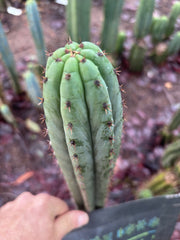 👑🌶️ Torres & Torres — 10” Tips (Restocked)