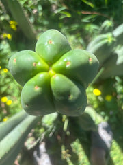 👑🌶️ Scop A — FAT 10” Tips