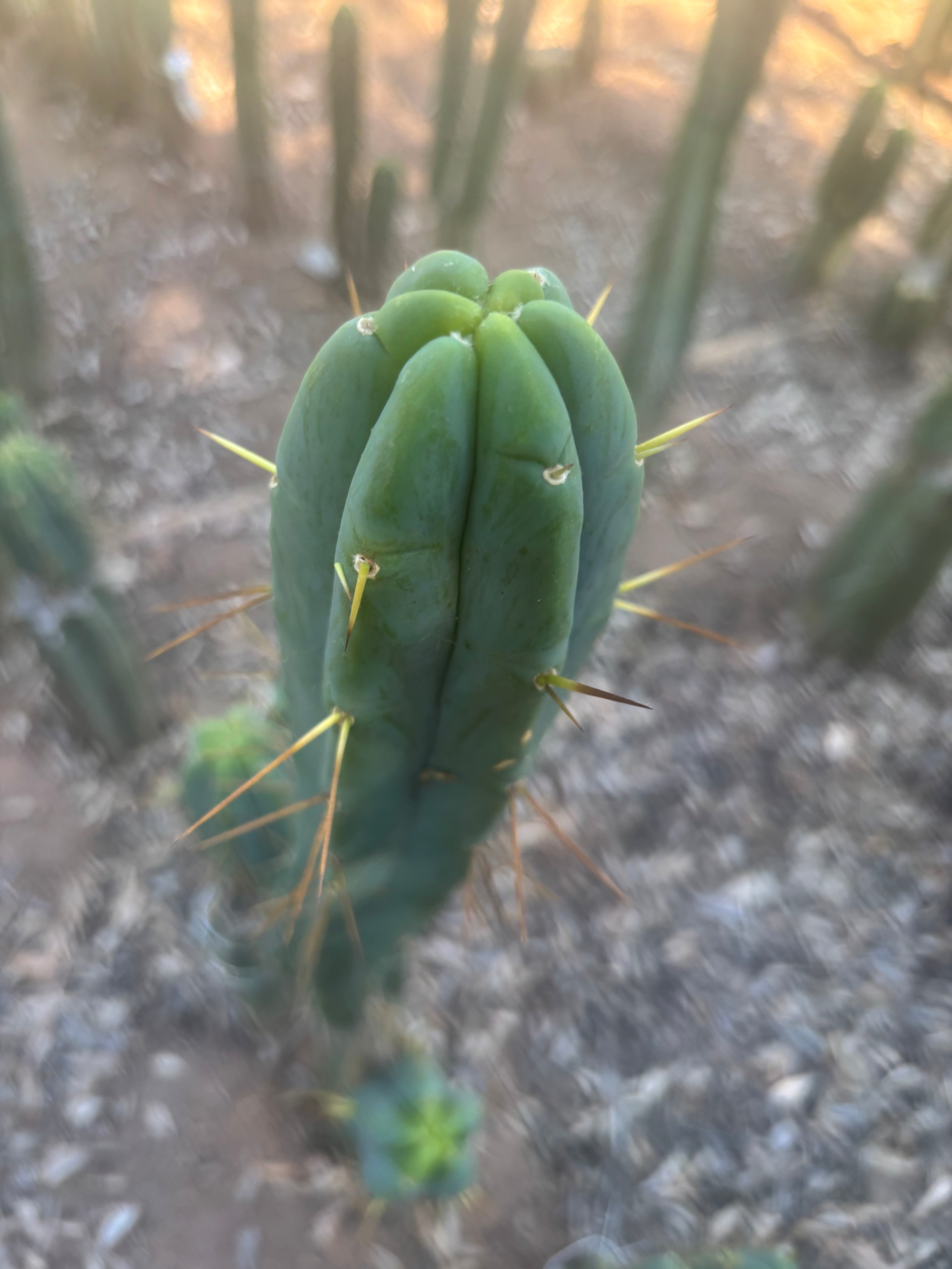 👑🌶️ Species C — XL 15” Pup