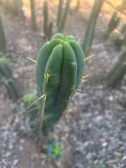 👑🌶️ Species C — XL 15” Pup