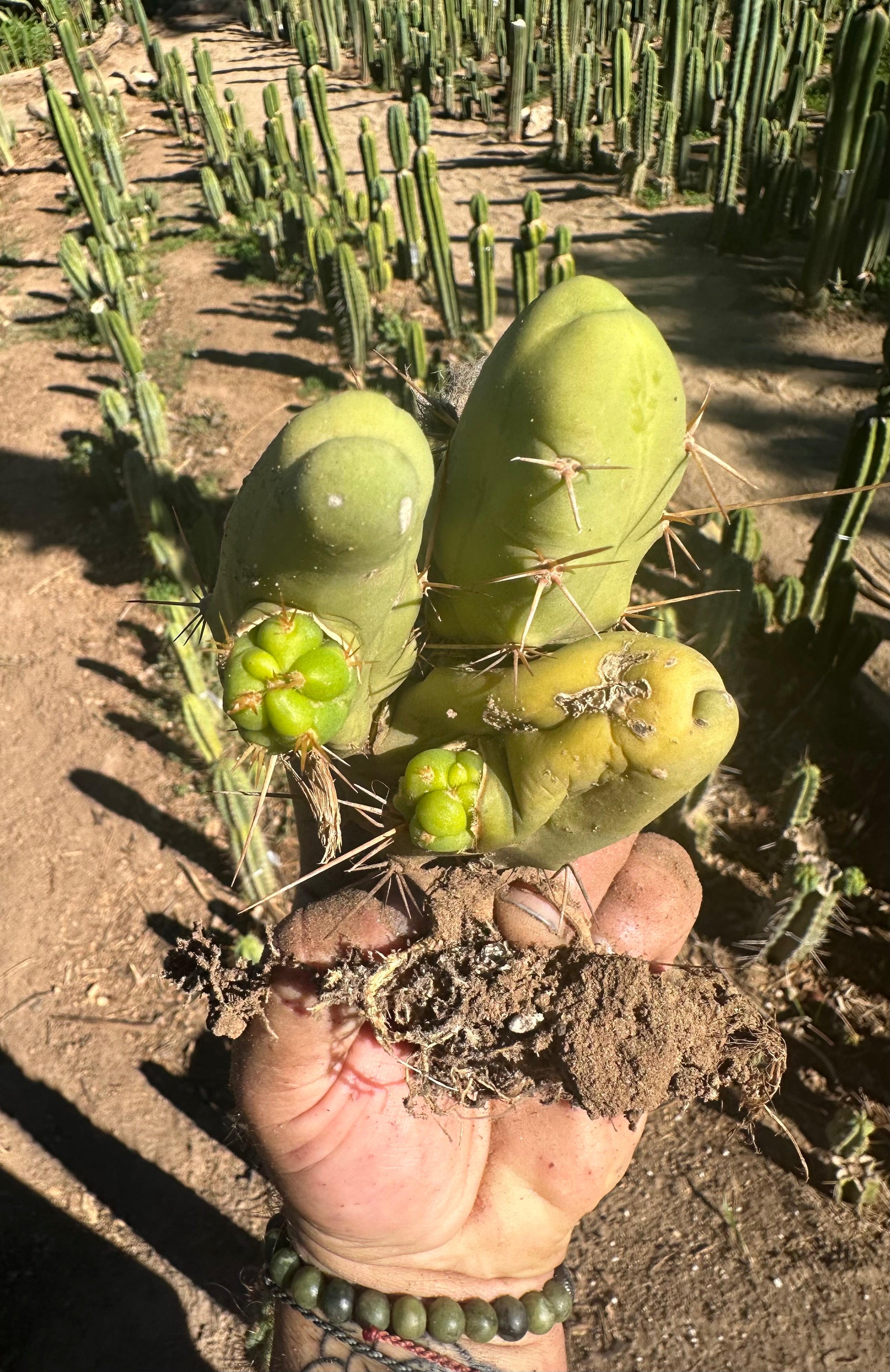 👑🌶️🌶️  TBM  — Rooted Cluster #3