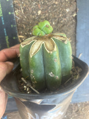 💎🌶️🌶️ NOM — Pup Graft On Rooted Shine01