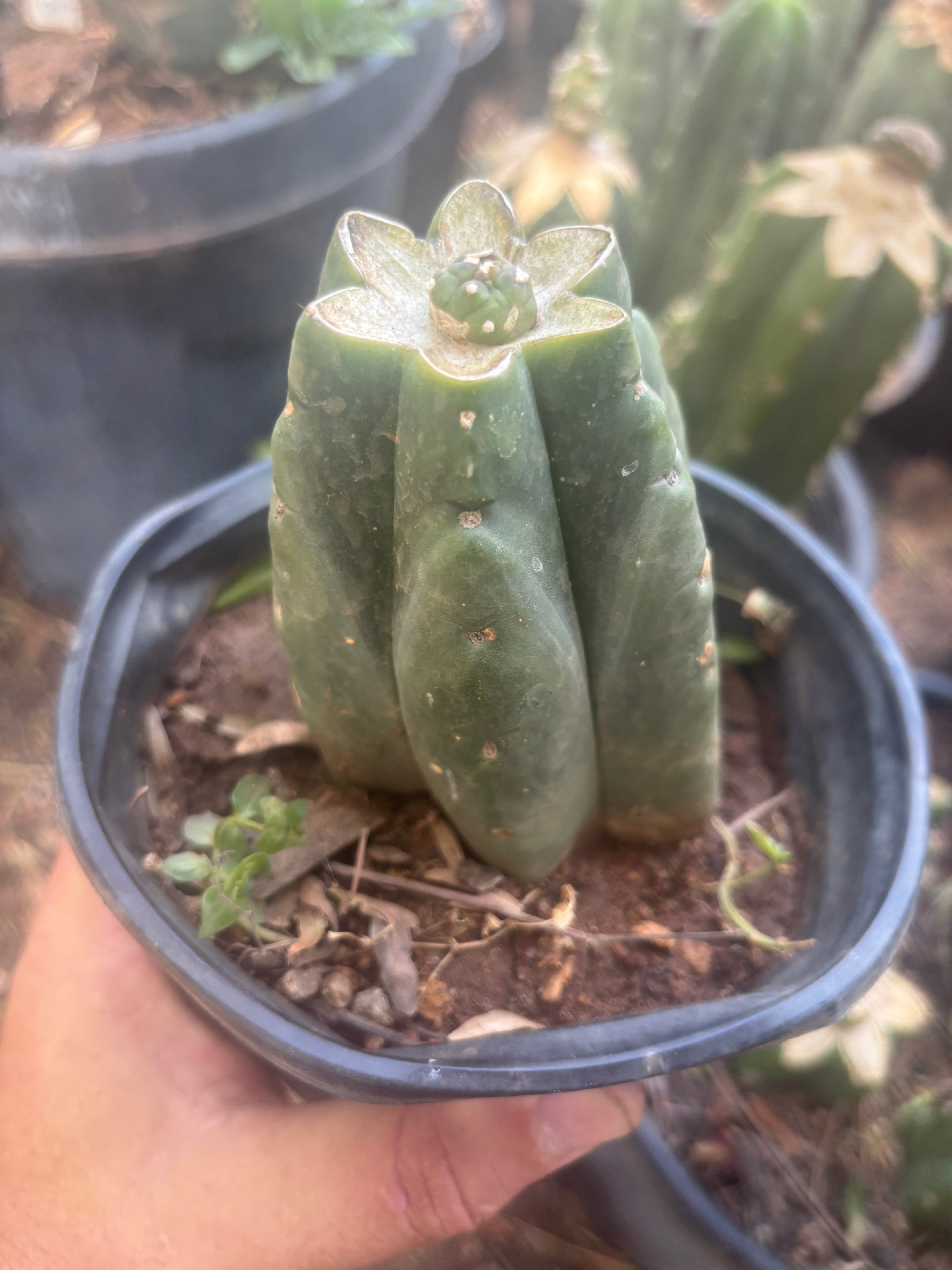 💎👑💎 SCB  — One More Pup Graft on Rooted Pierre