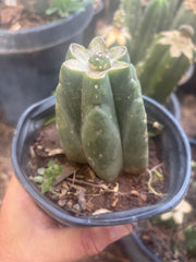 💎👑💎 SCB  — One More Pup Graft on Rooted Pierre