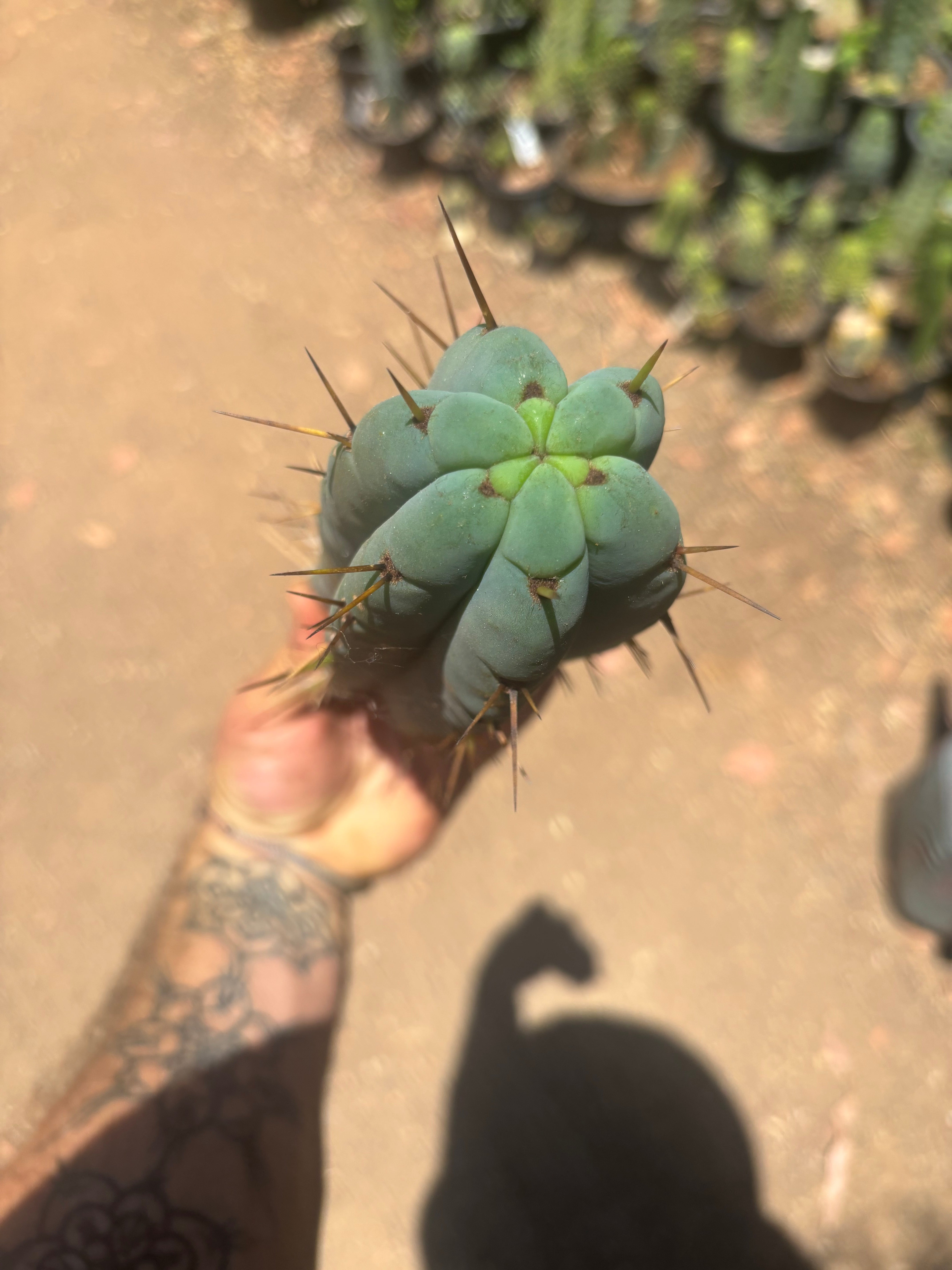 👑🌶️🌶️ Pala — Chonky 11” Pup