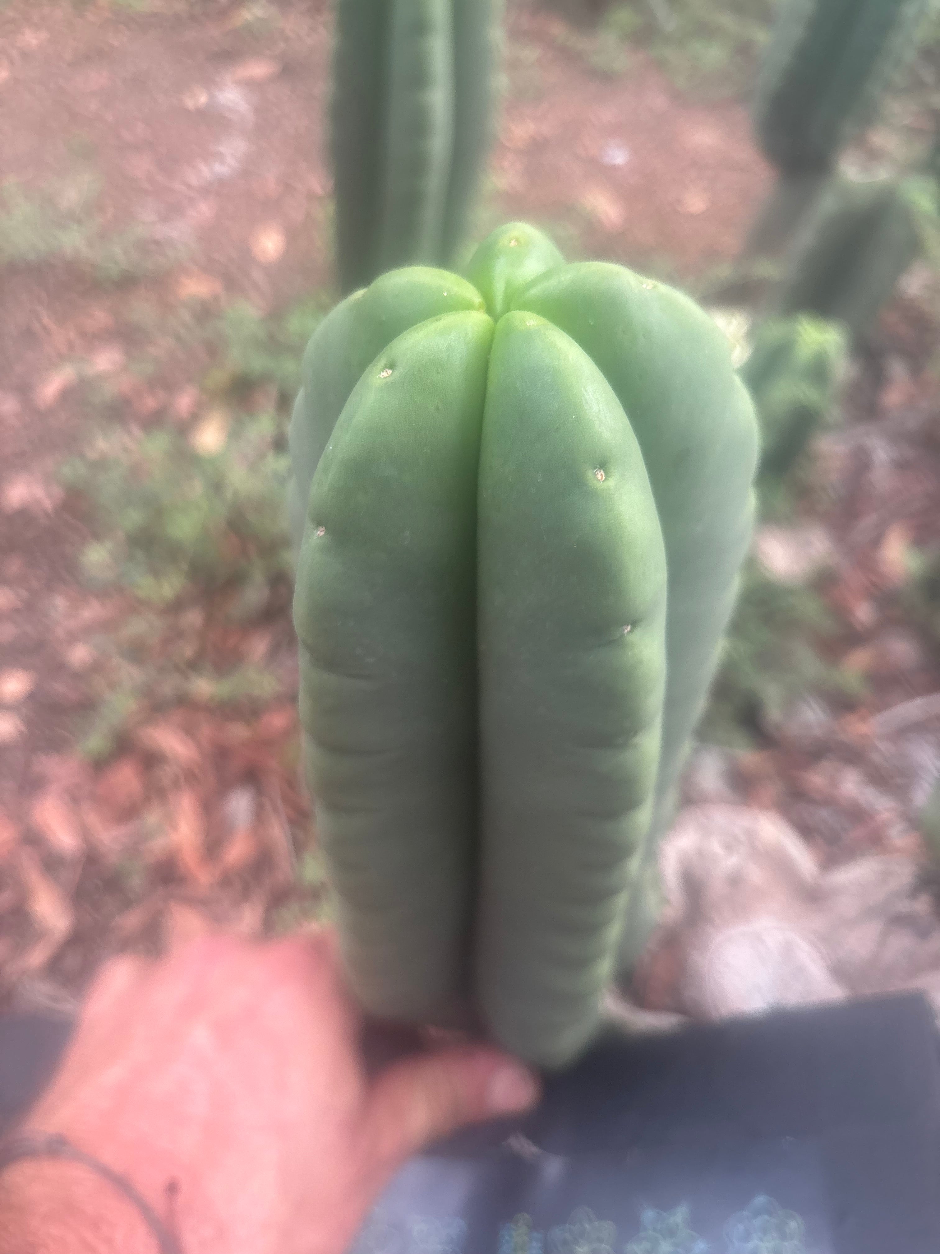 💎👑🌶️ Ferah — Plump 10” Pup