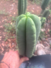 💎👑🌶️ Ferah — Plump 10” Pup