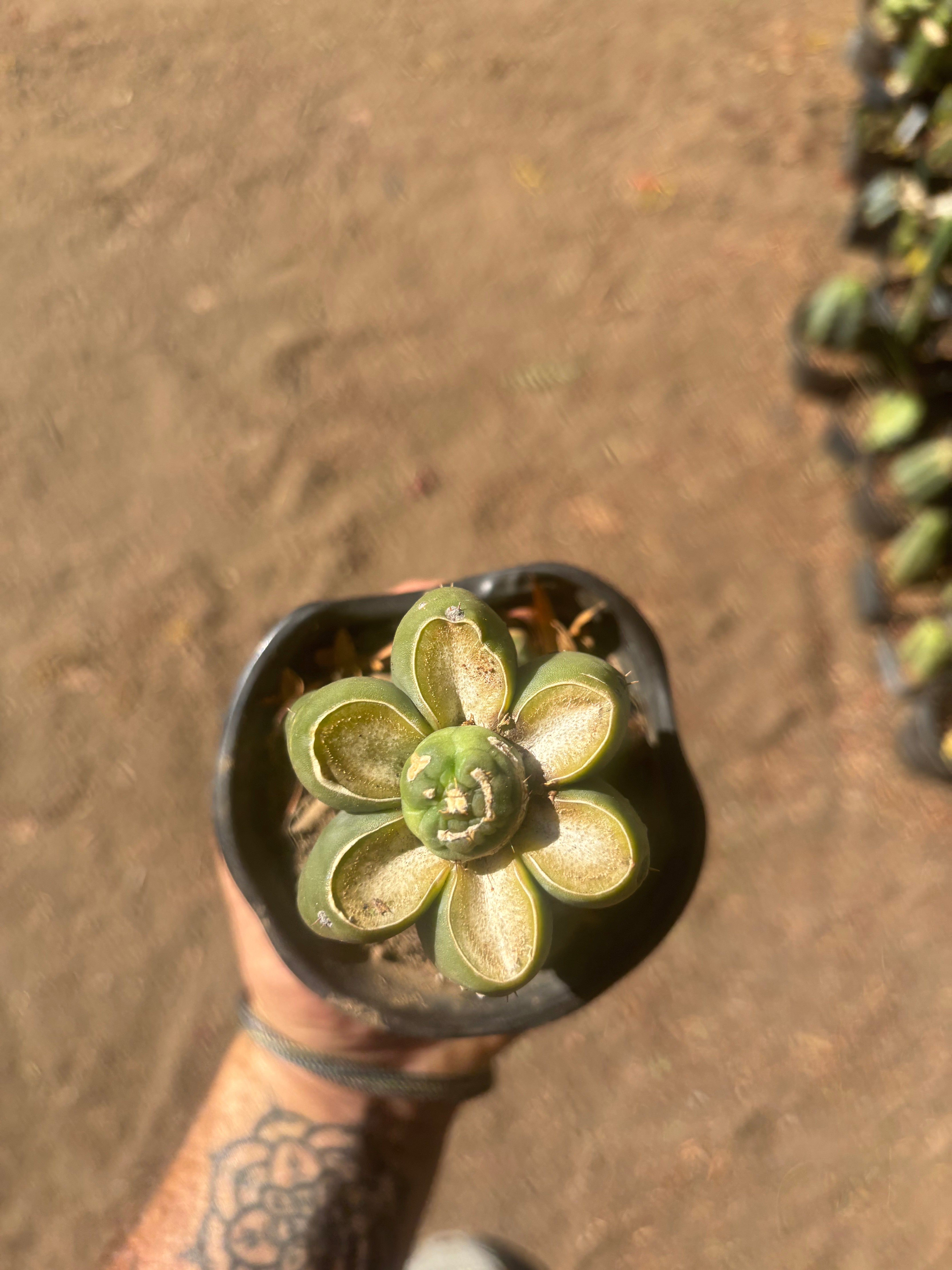 💎👑💎 SCB  — Pup Graft on Rooted Pierre