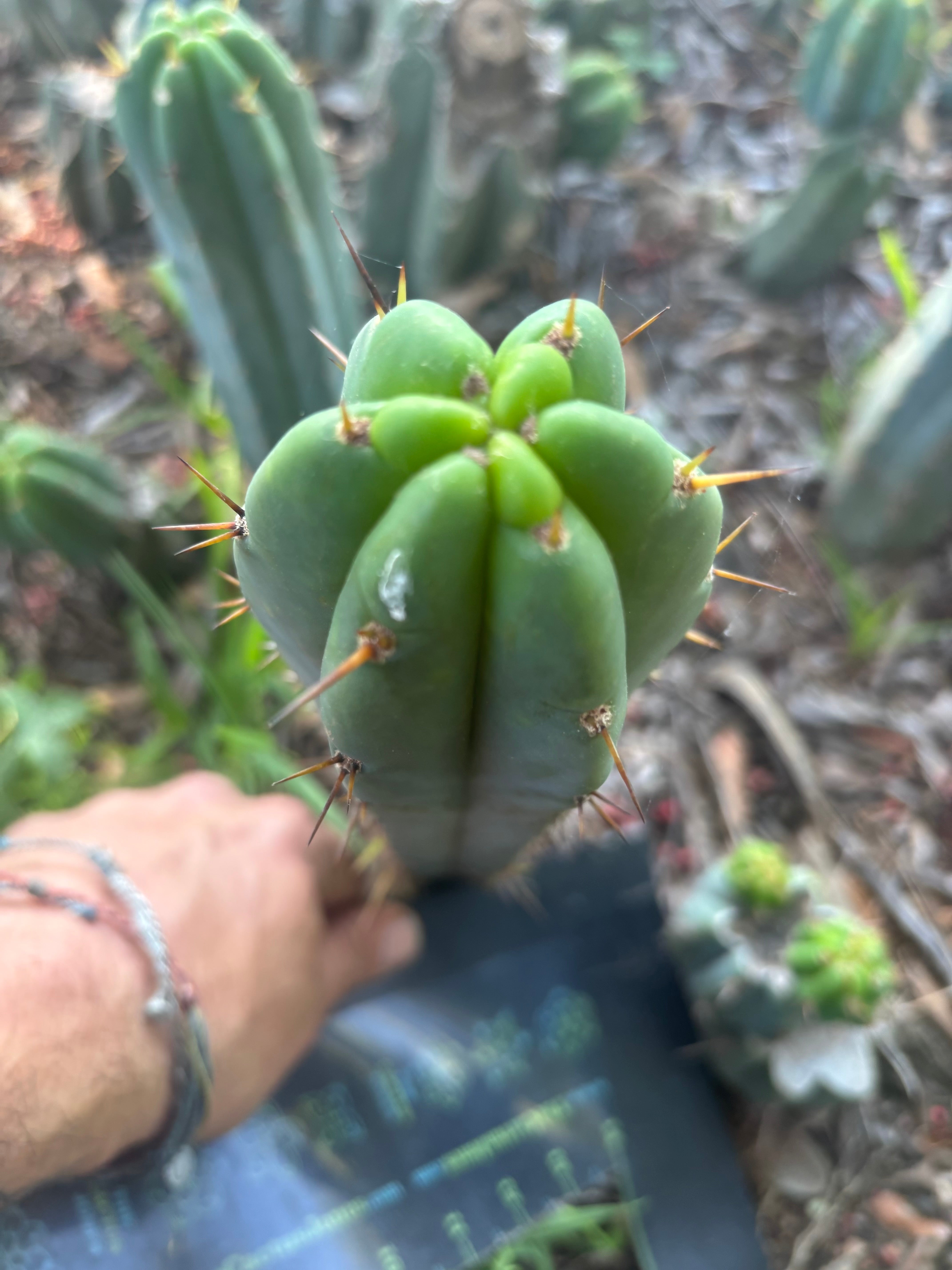 👑🌶️🌶️ Pala — 9” Tip