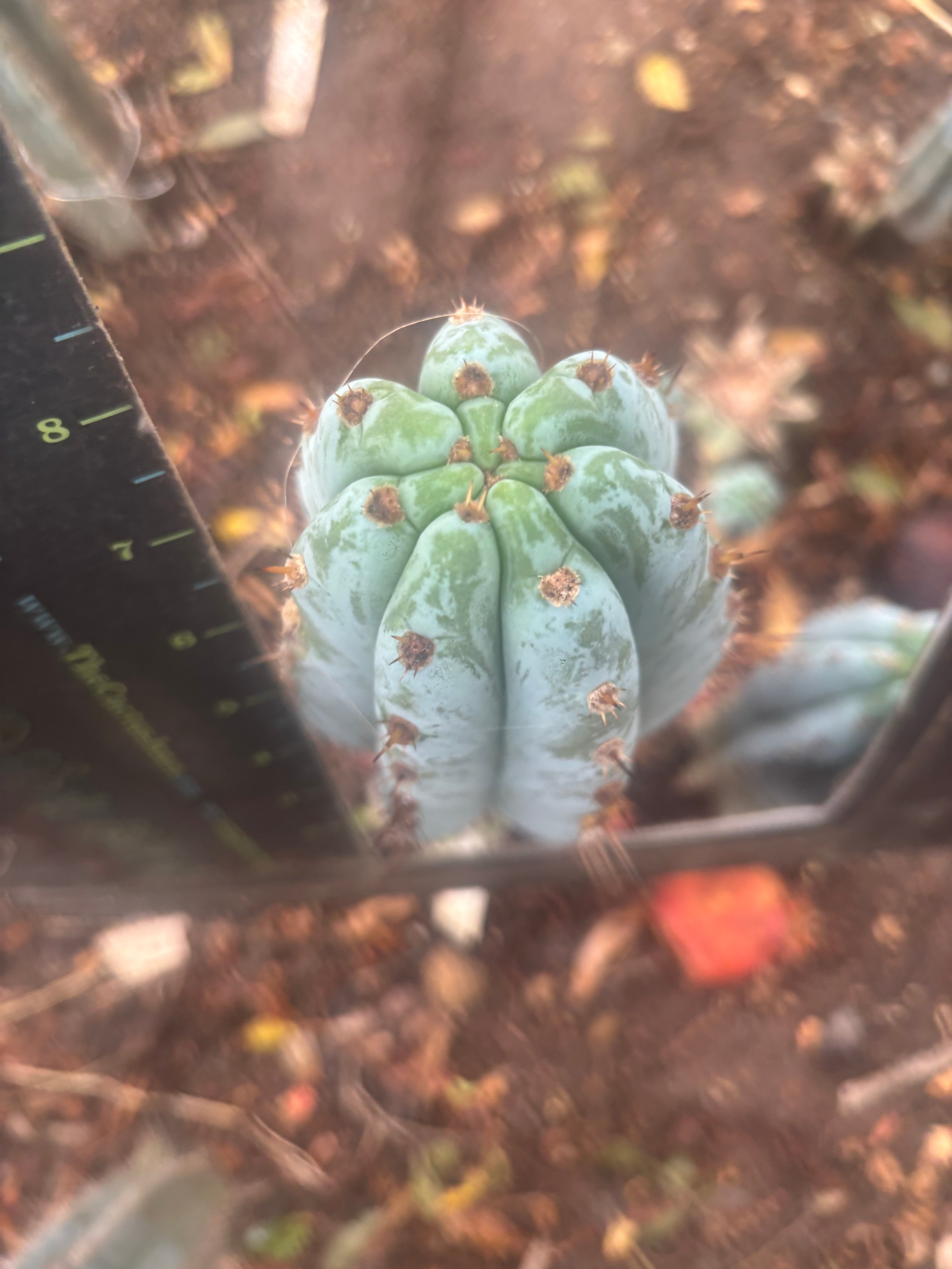 💎👑 Althea — 8” Tip
