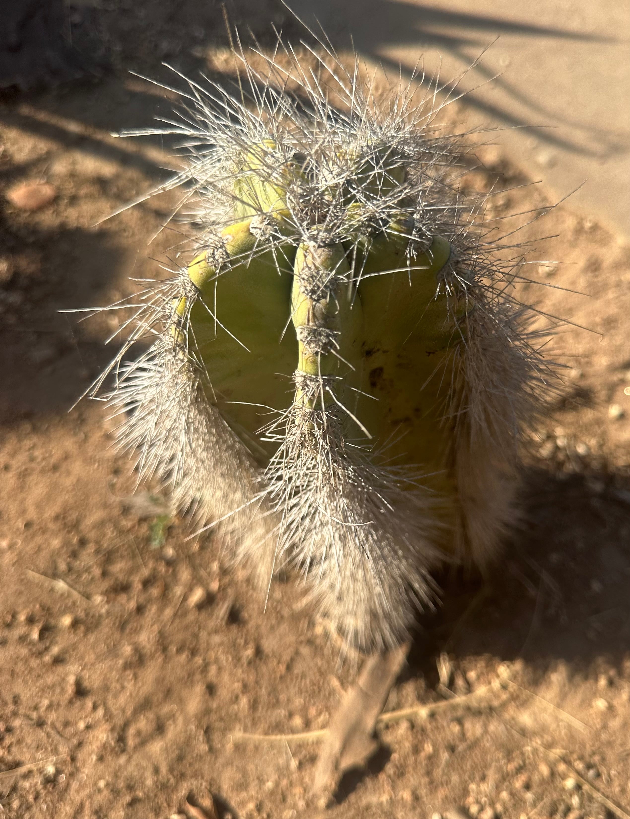 👑 Wooly Rhino — Rooted 11” Whole Plant