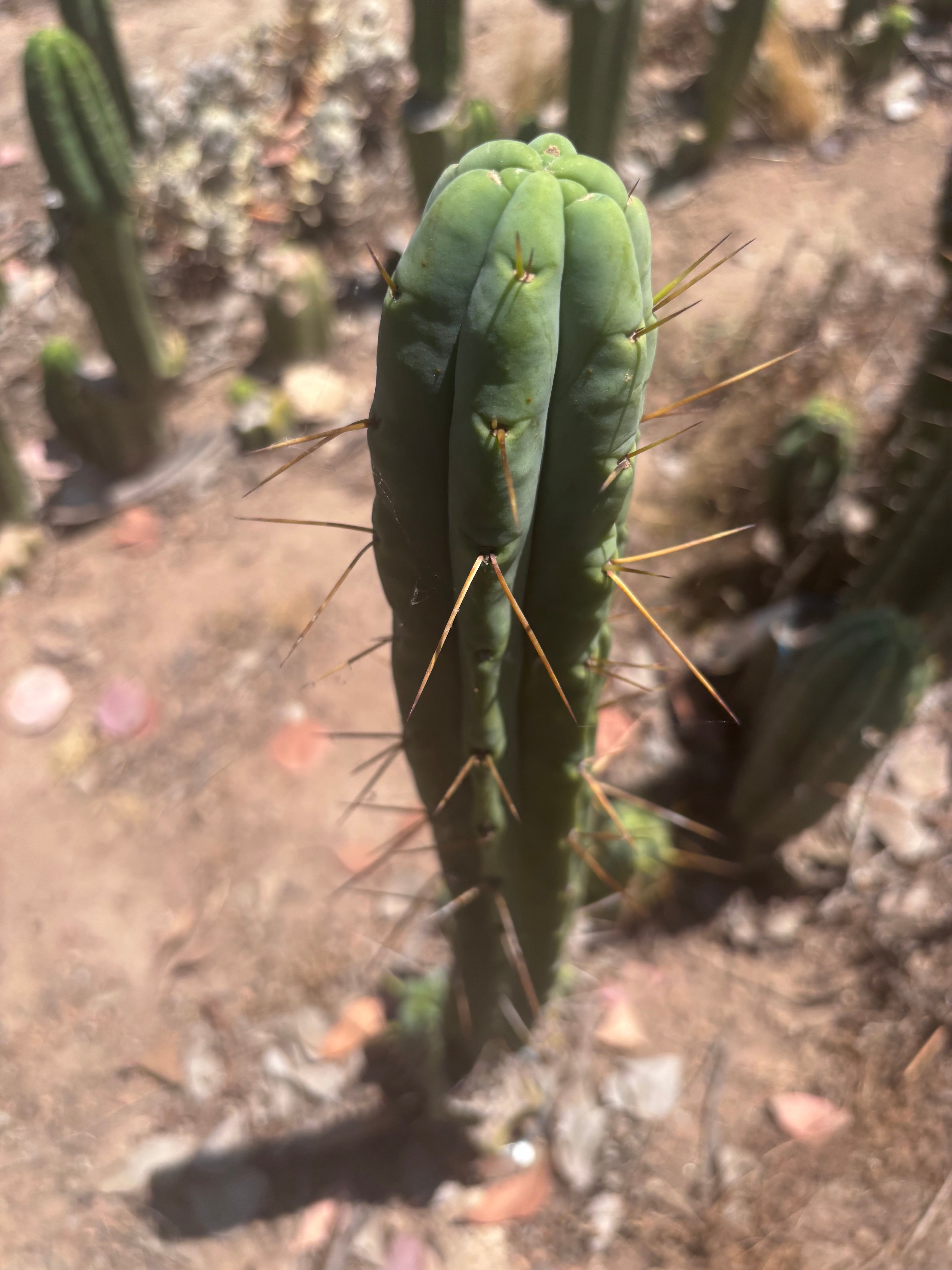 👑🌶️🌶️  Jiimz Twin — 15” Pup
