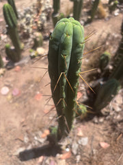 👑🌶️🌶️  Jiimz Twin — 15” Pup