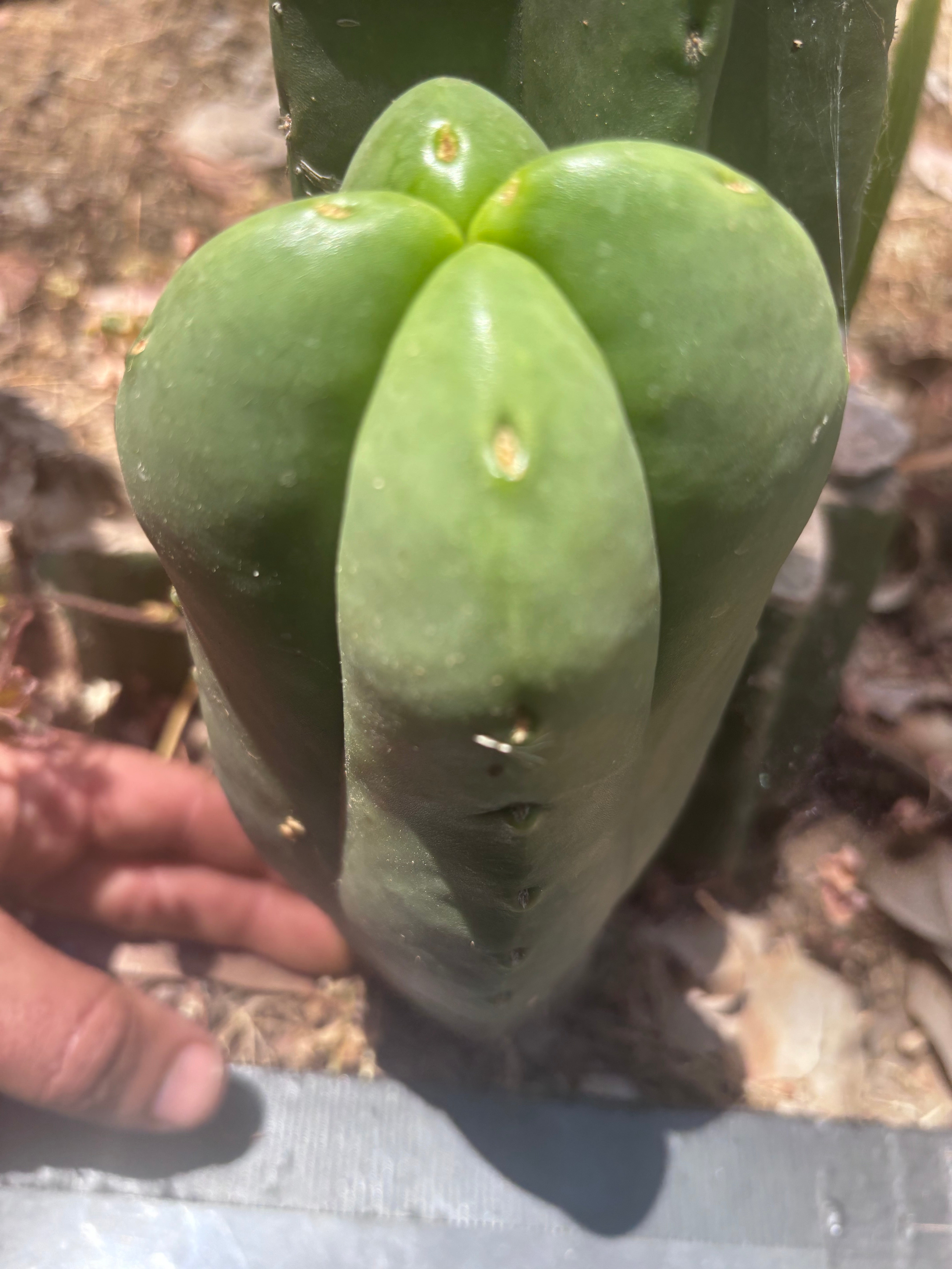 👑💎 MBxBB Scop — Plump 9” Fourwang Tip