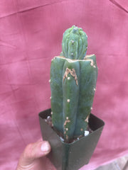 👑💎 Grecas Tip Graft — Rooted / Whole