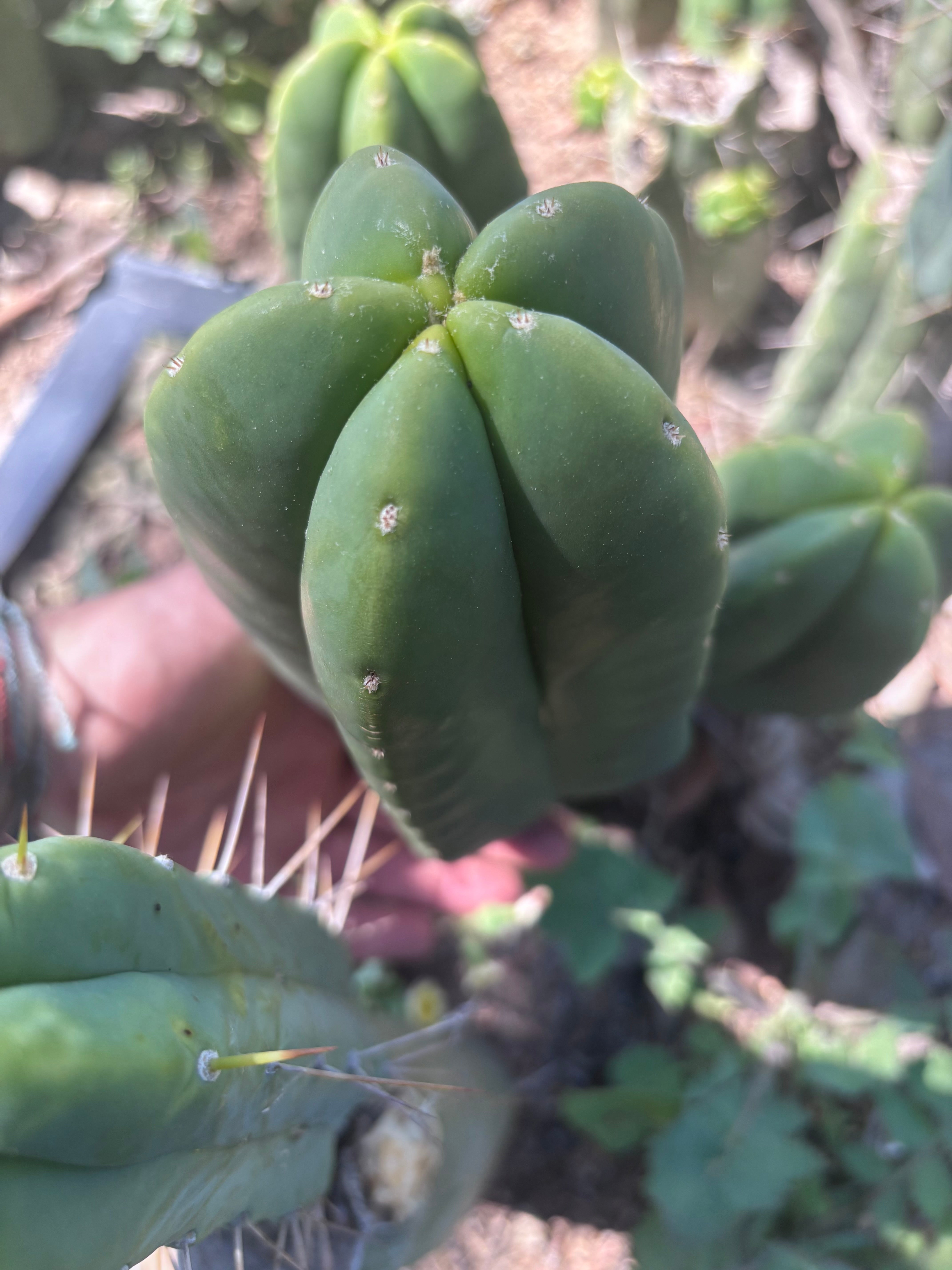 👑🌶️ Another Zulk Melon
