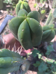 👑🌶️ Another Zulk Melon