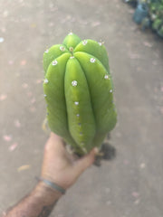 💎 Hulk x Kimnach — XL Seed Grown 18”