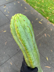 👑🌶️ Tom Juuls Giant  — Thick 12” Tip