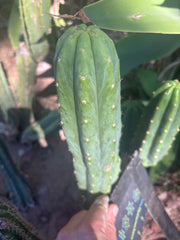 👑🌶️🌶️ Ogun — 9.5” Tip