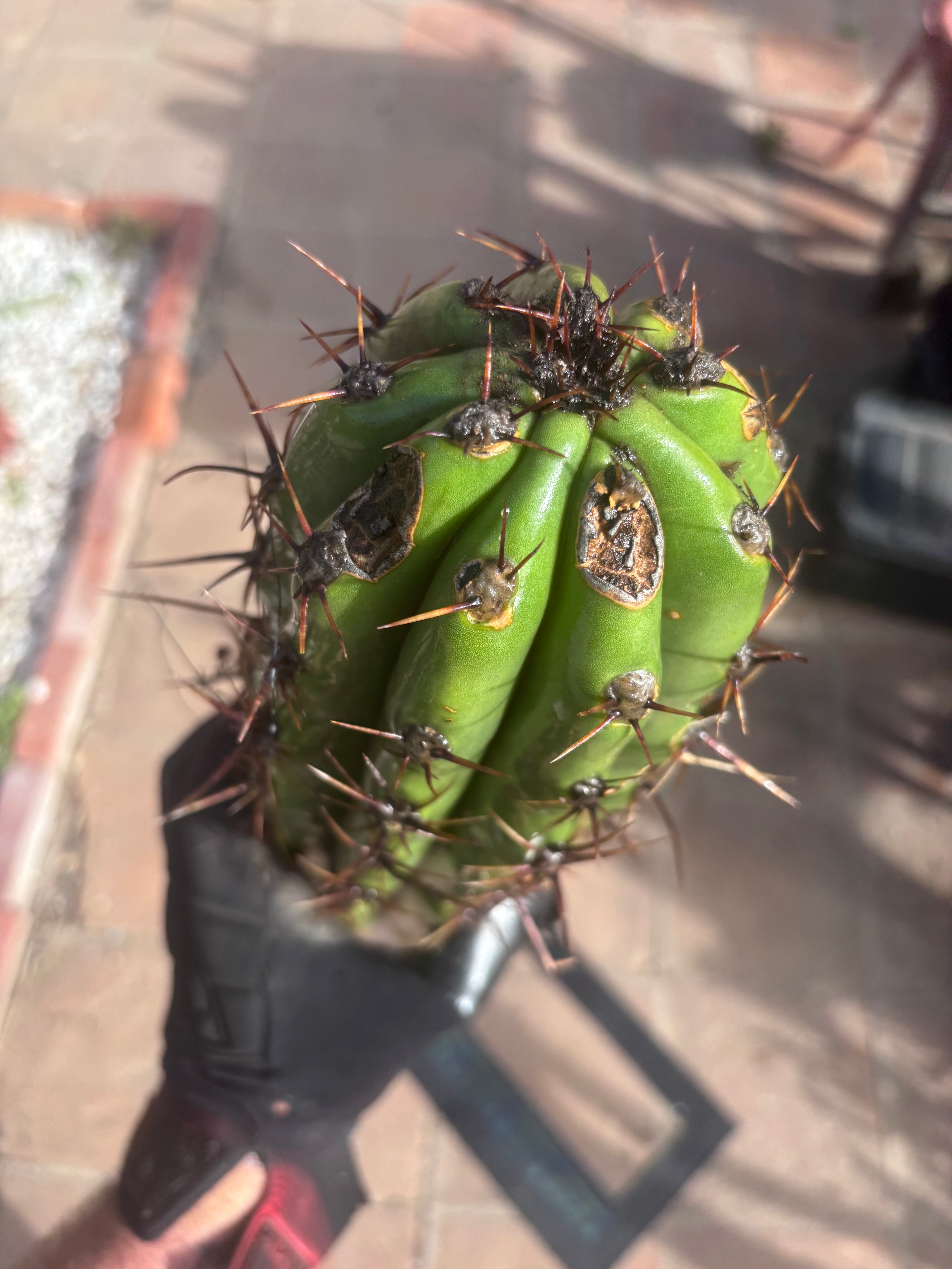 Tacaquirensis — Massive 16” Tip